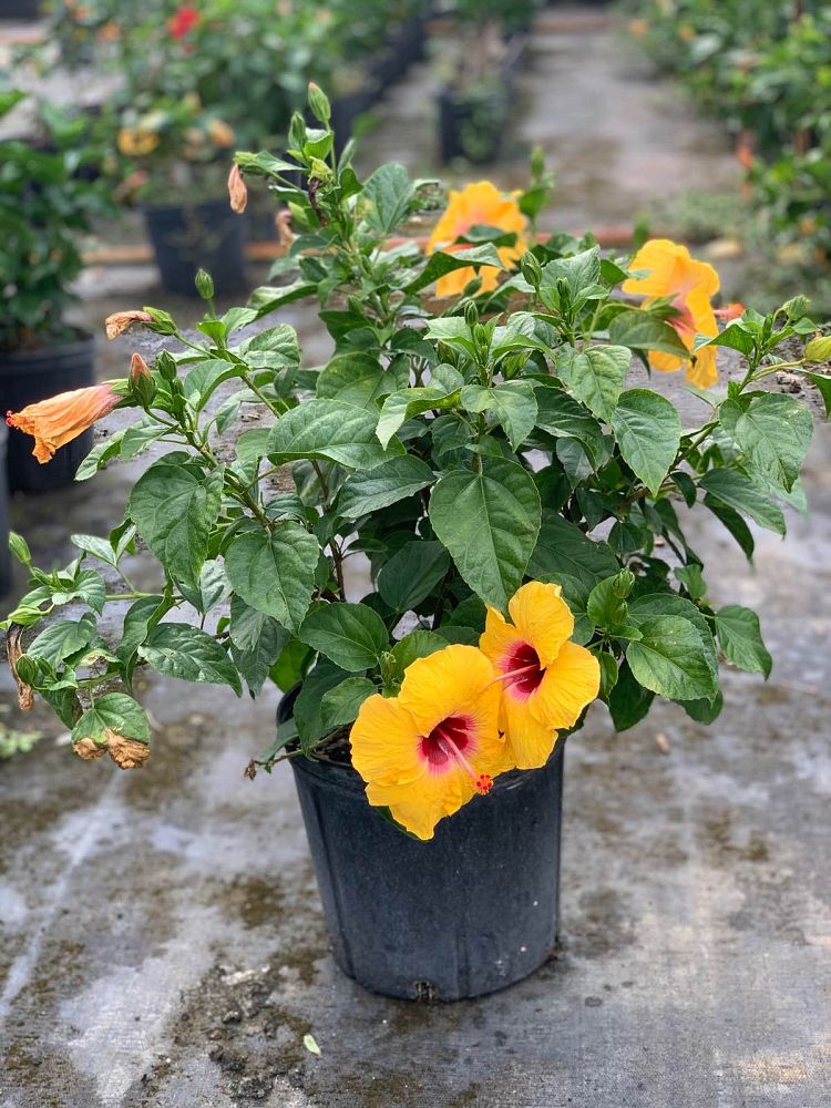hibiscus-rosa-sinensis-spp-tropical-hibiscus