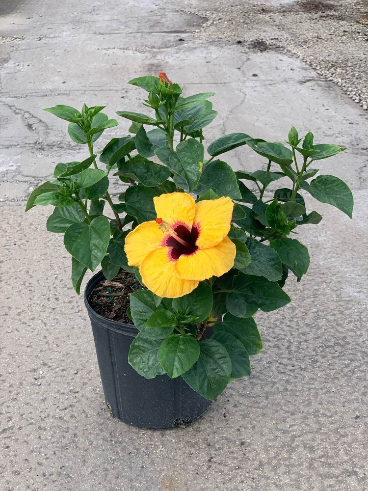 hibiscus-rosa-sinensis-spp-tropical-hibiscus