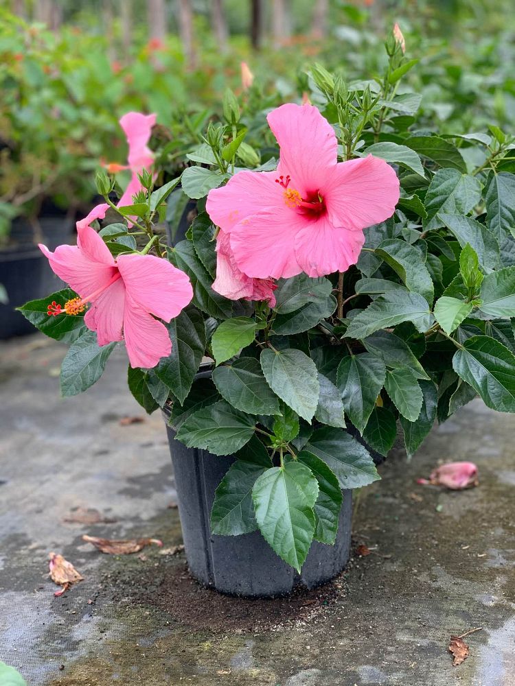 hibiscus-rosa-sinensis-spp-tropical-hibiscus