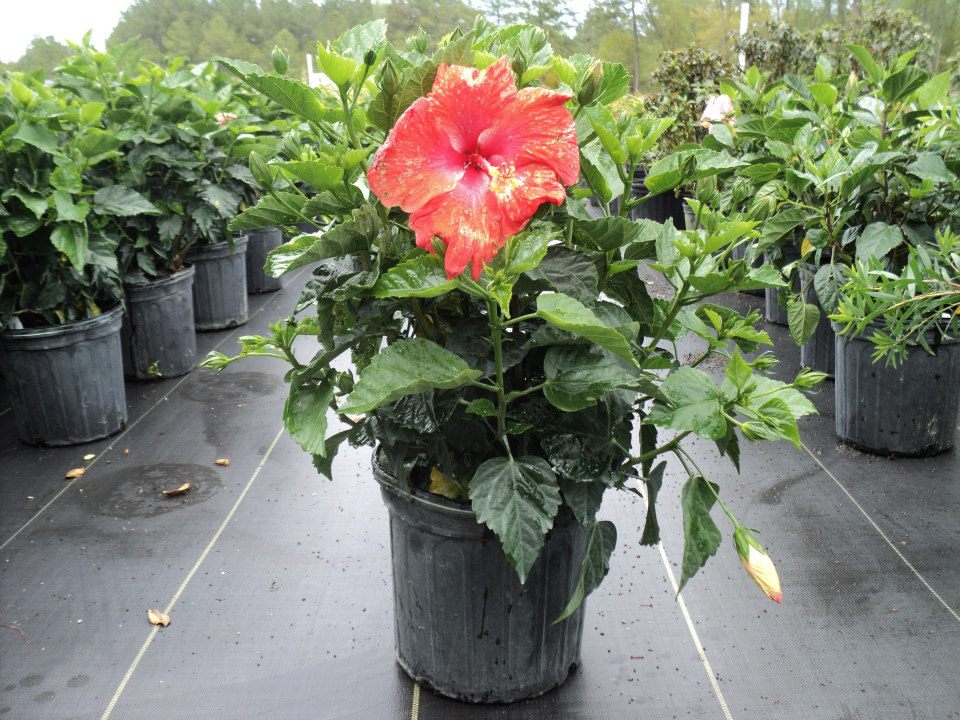 hibiscus-rosa-sinensis-spp-tropical-hibiscus