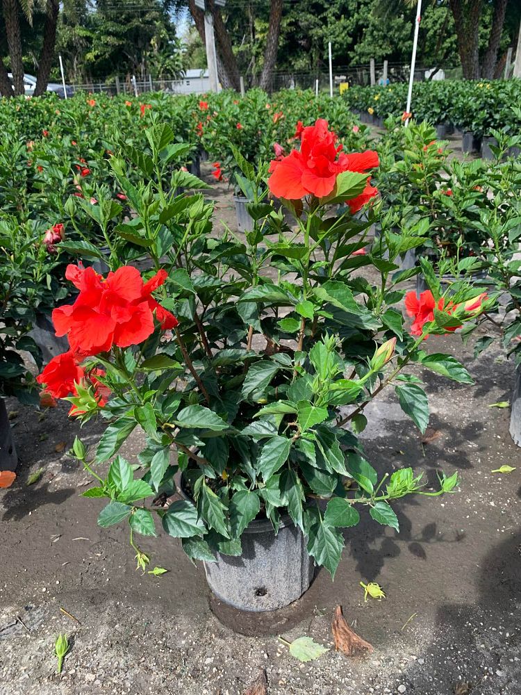 hibiscus-rosa-sinensis-spp-tropical-hibiscus