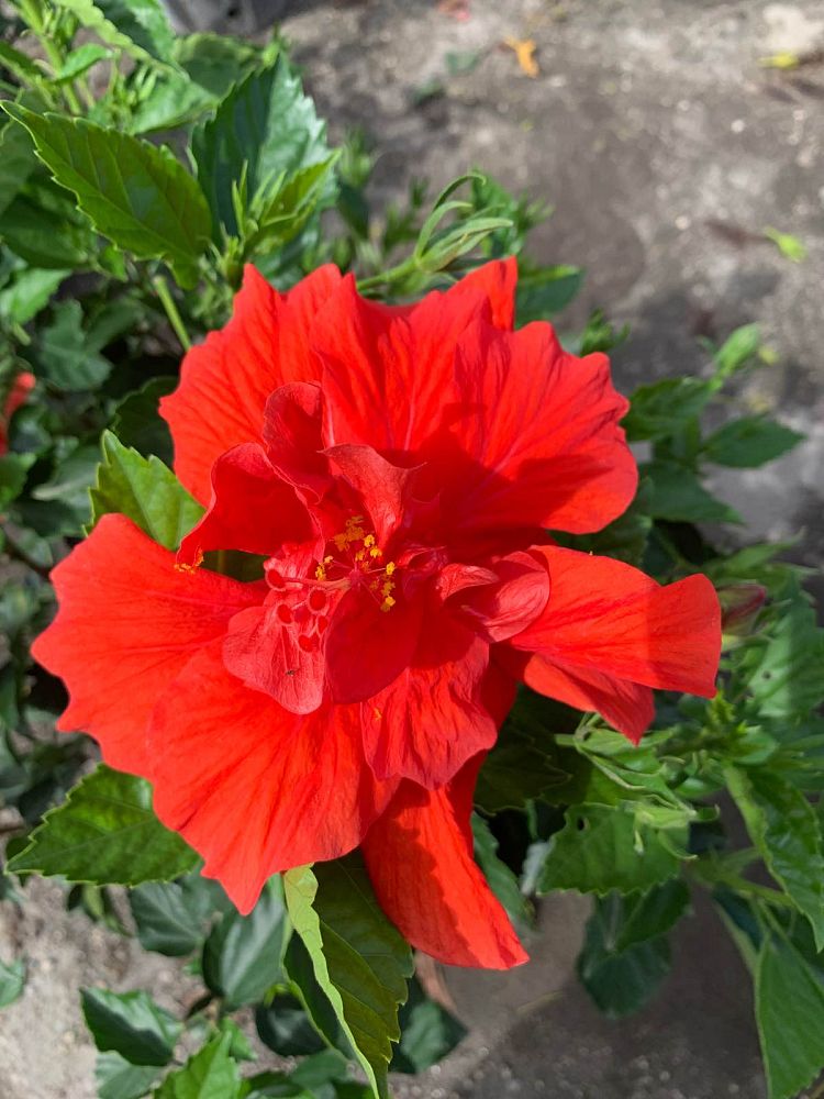 hibiscus-rosa-sinensis-spp-tropical-hibiscus