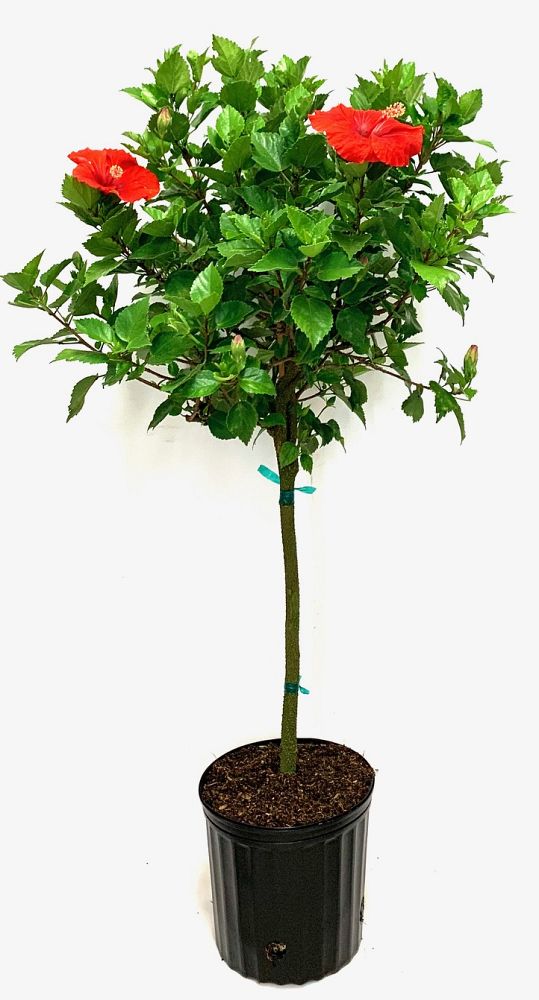 hibiscus-rosa-sinensis-spp-tropical-hibiscus