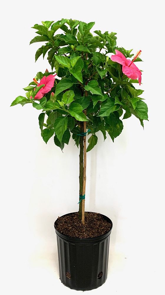 hibiscus-rosa-sinensis-spp-tropical-hibiscus