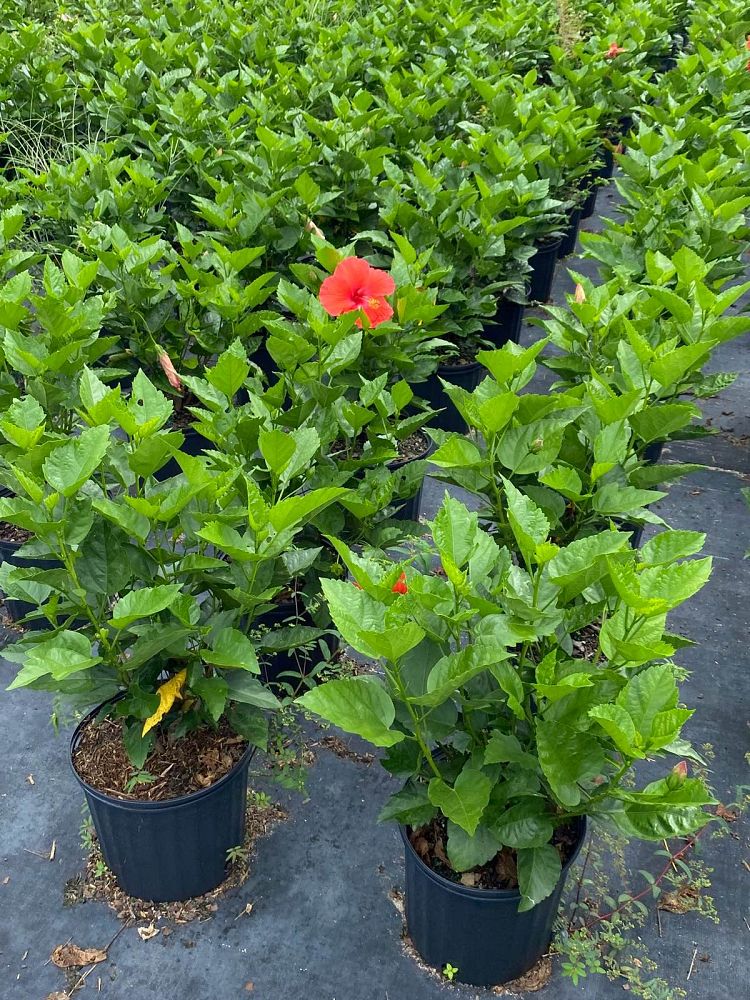 hibiscus-rosa-sinensis-spp-tropical-hibiscus
