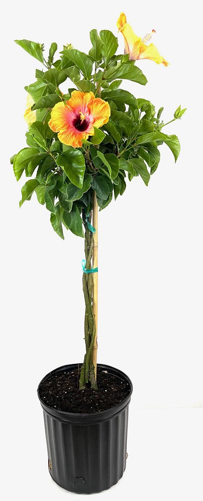 hibiscus-rosa-sinensis-spp-tropical-hibiscus