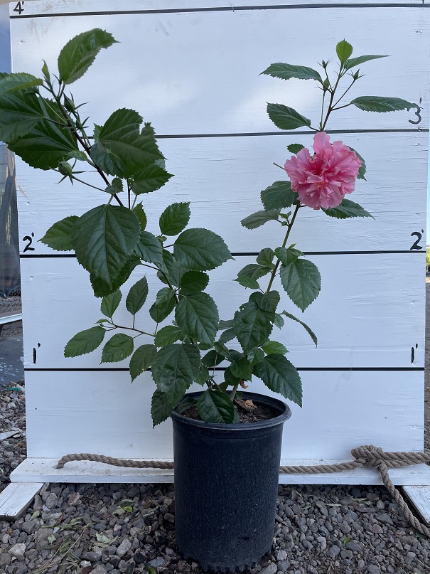 hibiscus-rosa-sinensis-spp-tropical-hibiscus