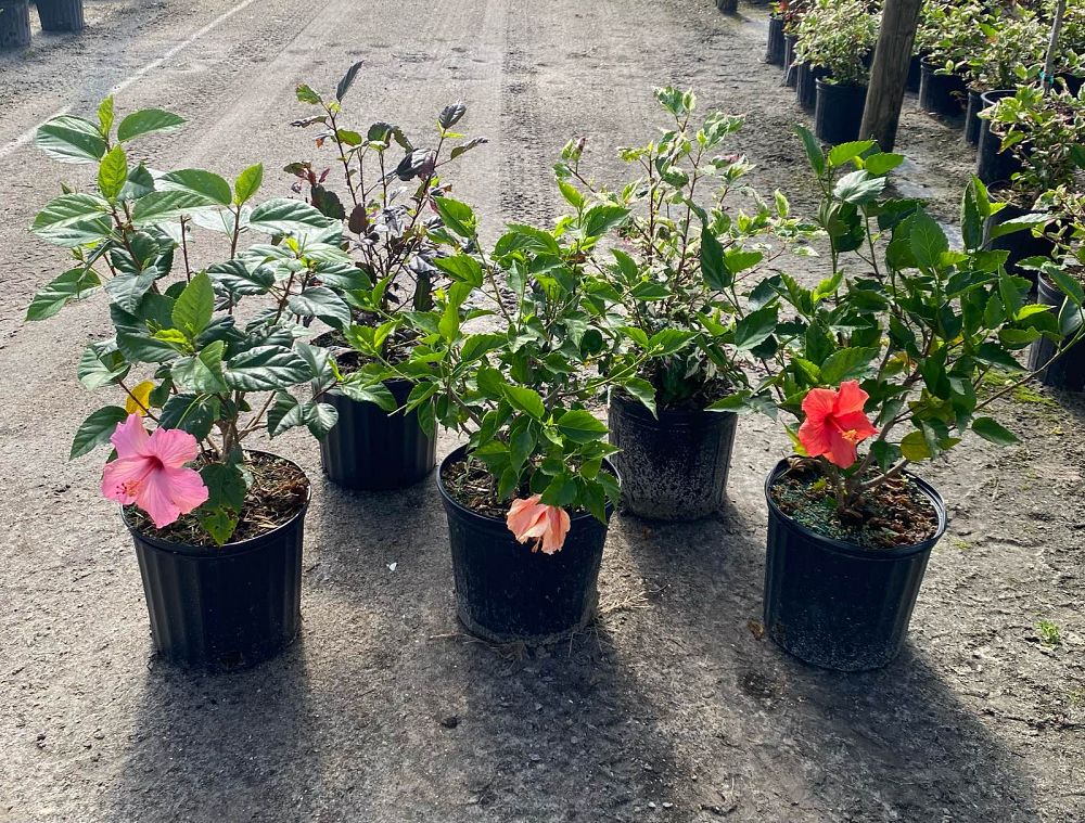 hibiscus-rosa-sinensis-spp-tropical-hibiscus