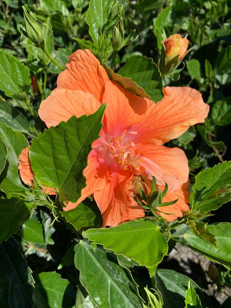 hibiscus-rosa-sinensis-spp-tropical-hibiscus