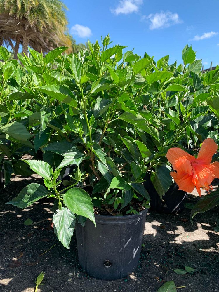 hibiscus-rosa-sinensis-spp-tropical-hibiscus