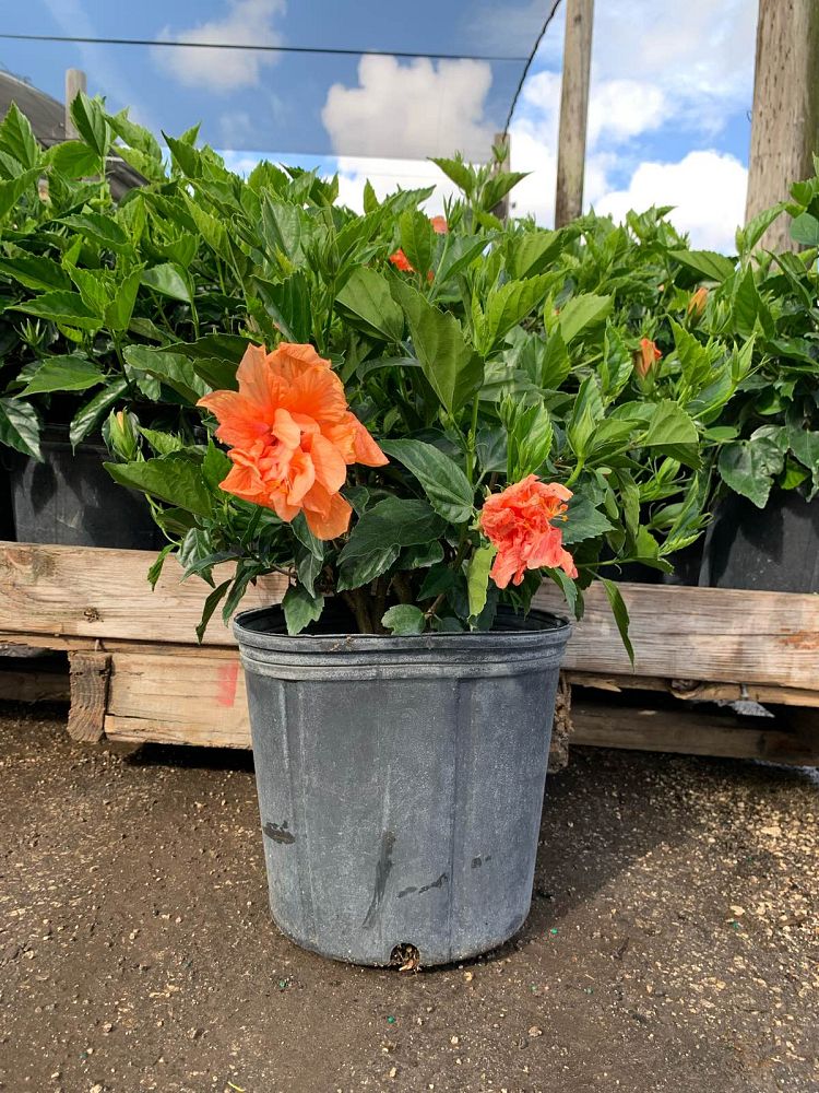 hibiscus-rosa-sinensis-spp-tropical-hibiscus