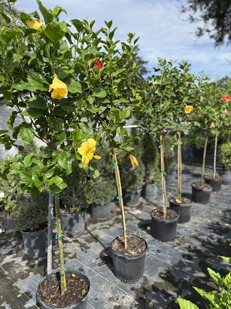 hibiscus-rosa-sinensis-spp-tropical-hibiscus