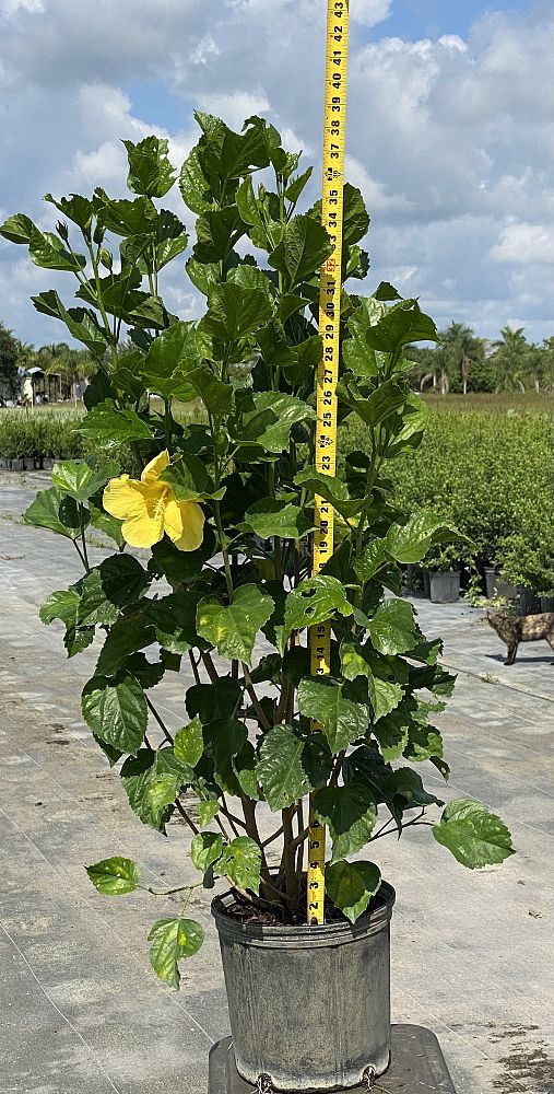 hibiscus-rosa-sinensis-sunset-yellow-tropical-hibiscus
