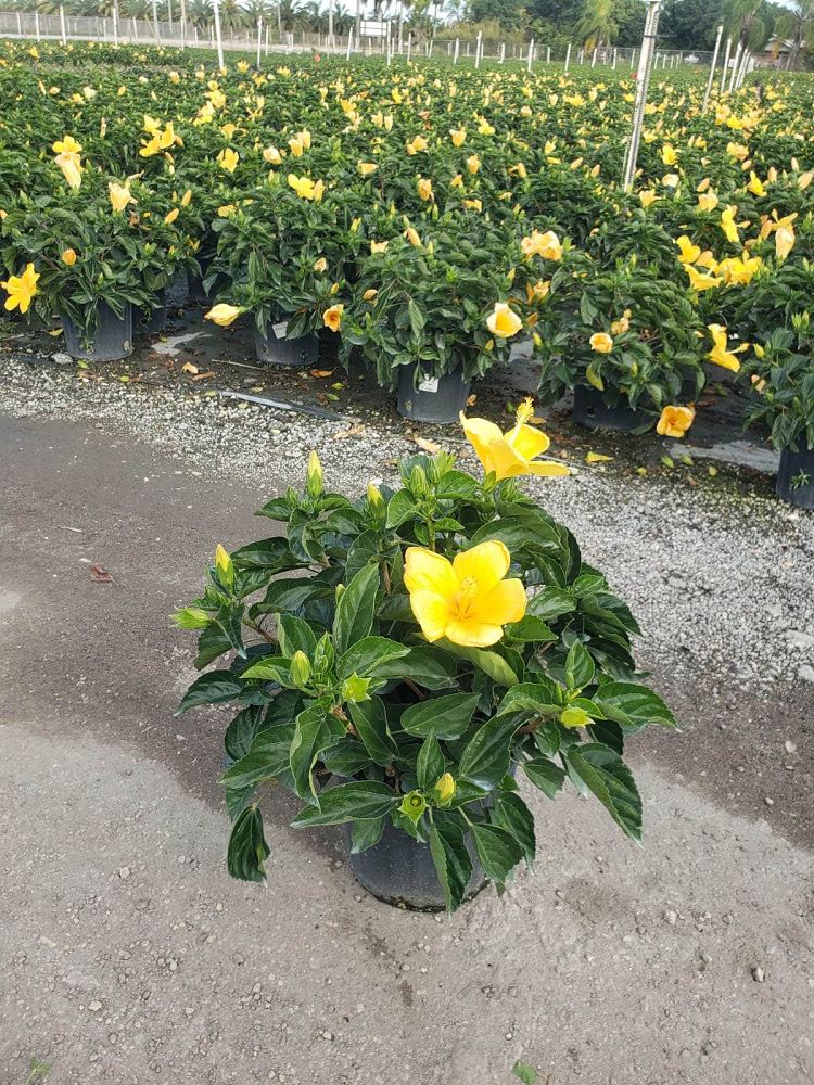 hibiscus-rosa-sinensis-sunset-yellow-tropical-hibiscus