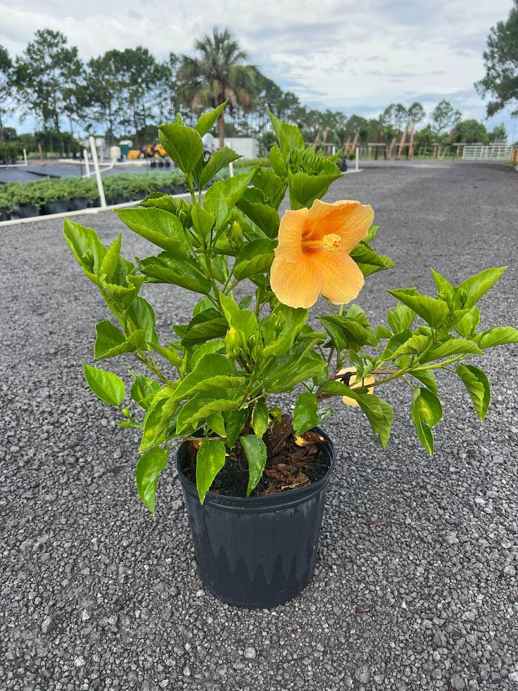 hibiscus-rosa-sinensis-sunset-yellow-tropical-hibiscus