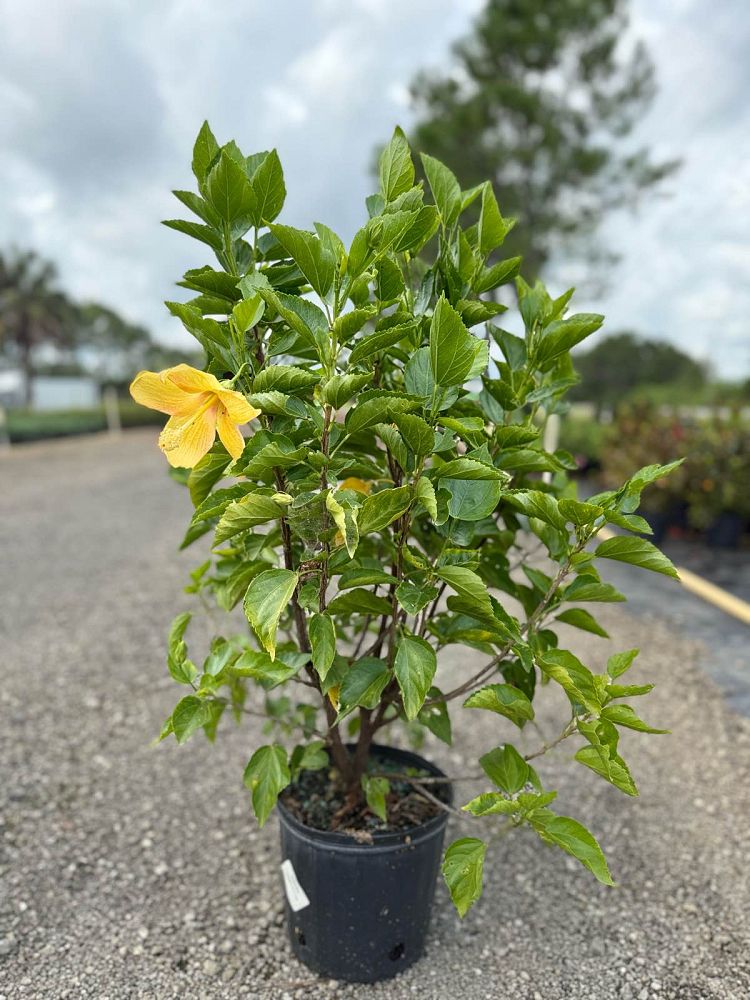 hibiscus-rosa-sinensis-sunset-yellow-tropical-hibiscus