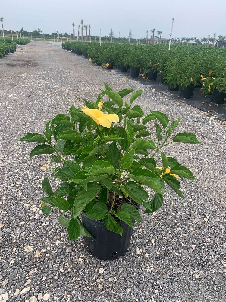 hibiscus-rosa-sinensis-sunset-yellow-tropical-hibiscus