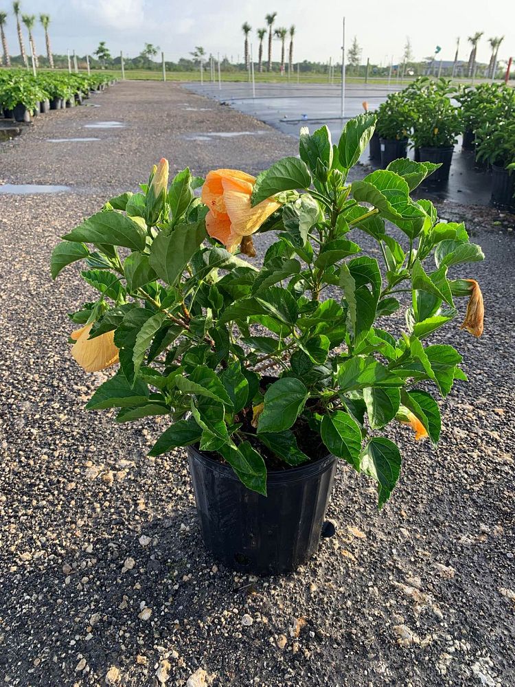 hibiscus-rosa-sinensis-sunset-yellow-tropical-hibiscus