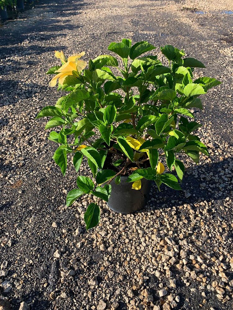 hibiscus-rosa-sinensis-sunset-yellow-tropical-hibiscus