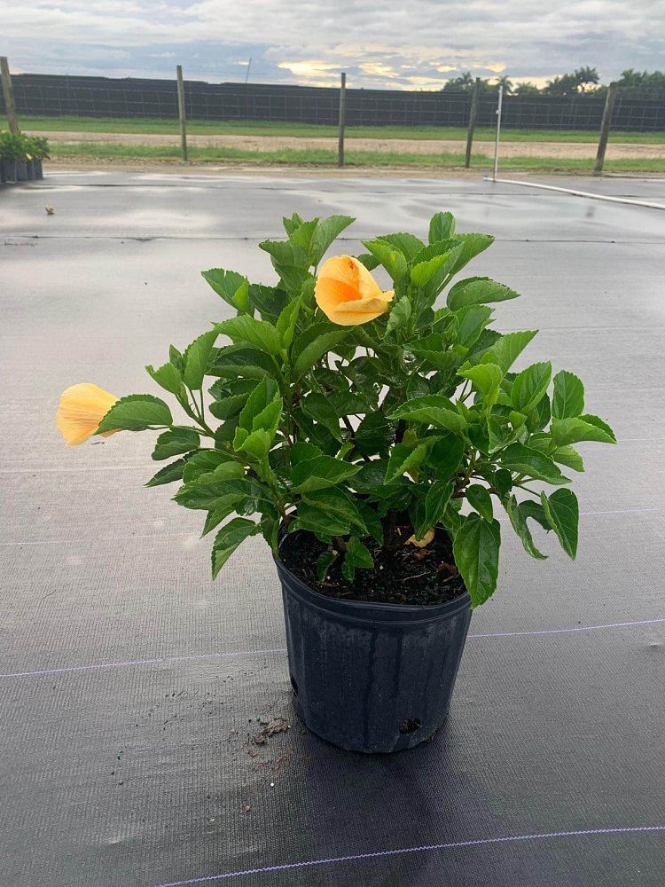 hibiscus-rosa-sinensis-sunset-yellow-tropical-hibiscus