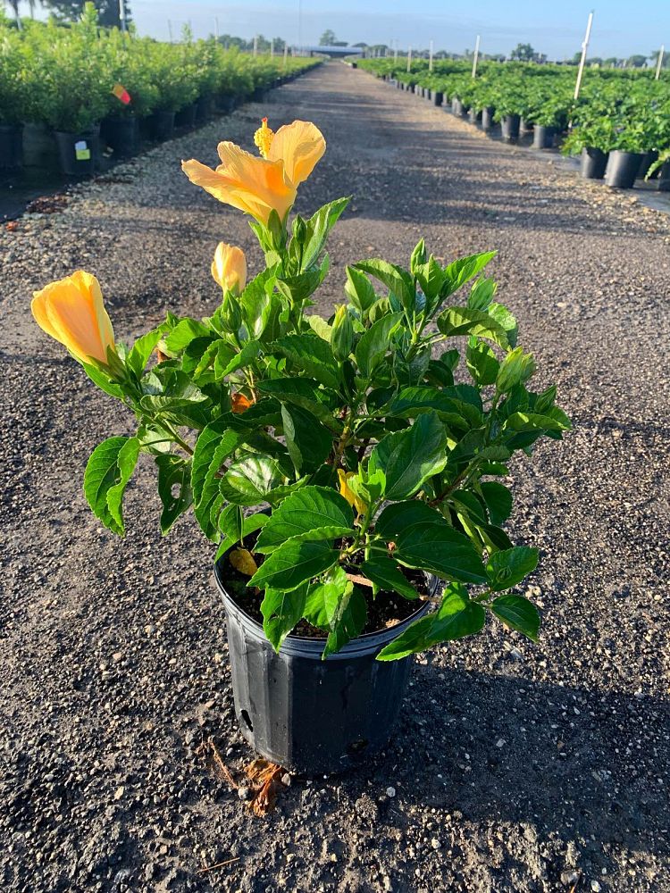 hibiscus-rosa-sinensis-sunset-yellow-tropical-hibiscus
