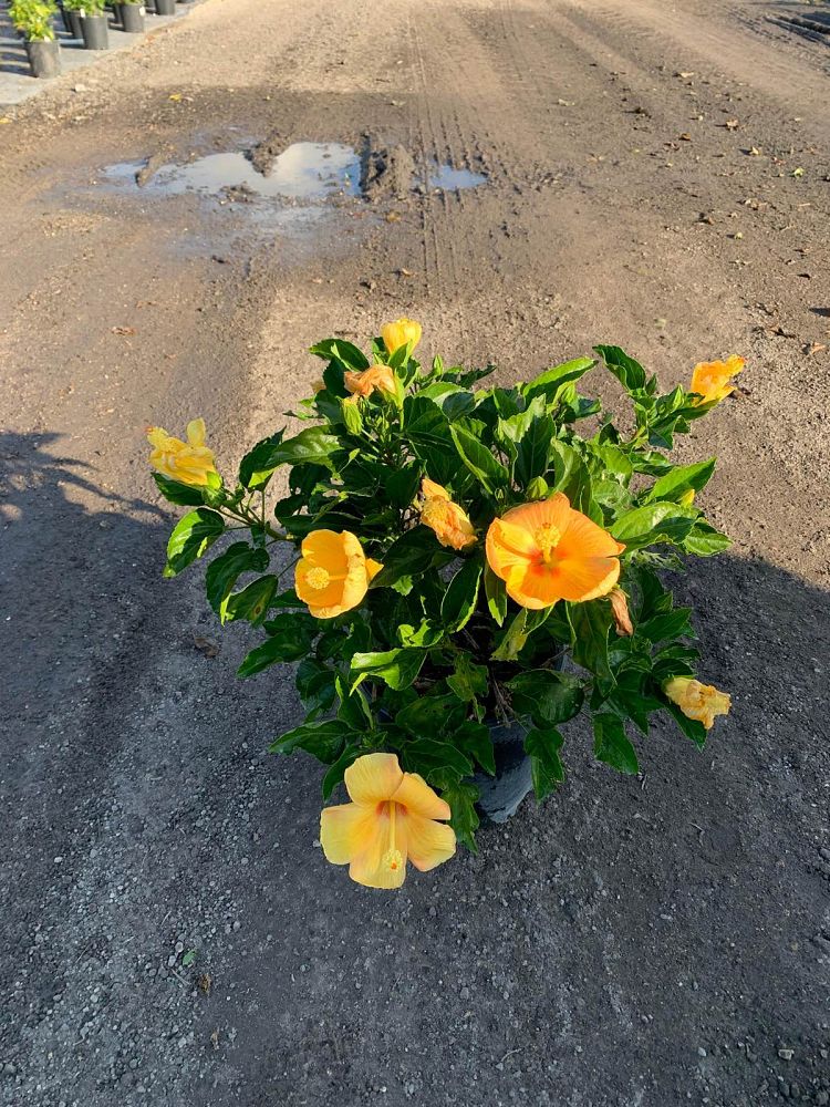 hibiscus-rosa-sinensis-sunset-yellow-tropical-hibiscus