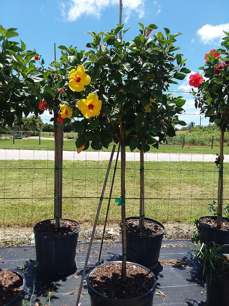 hibiscus-rosa-sinensis-tequila-sunrise-tropical-hibiscus
