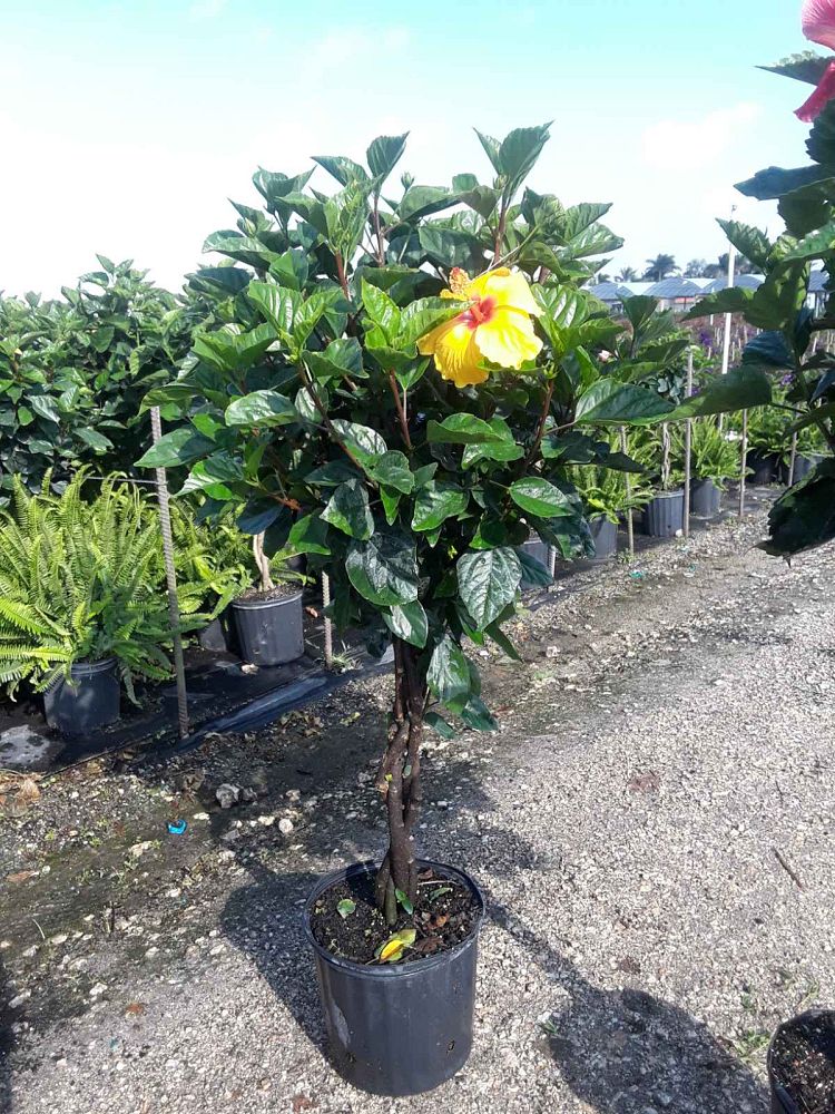 hibiscus-rosa-sinensis-tequila-tropical-hibiscus