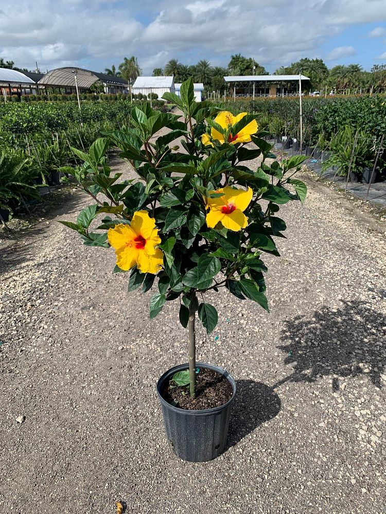 hibiscus-rosa-sinensis-tequila-tropical-hibiscus
