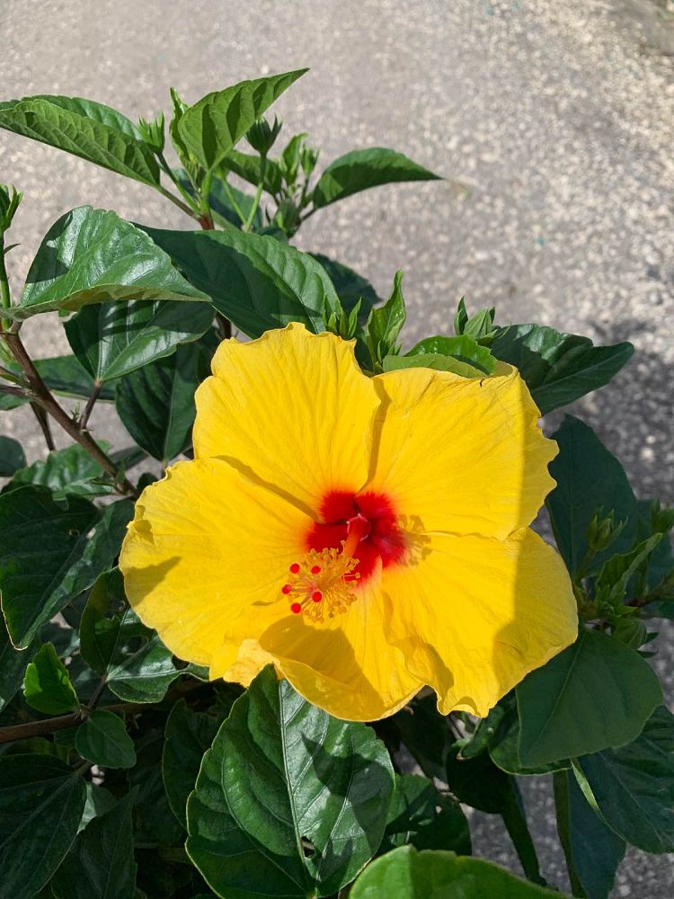 hibiscus-rosa-sinensis-tequila-tropical-hibiscus