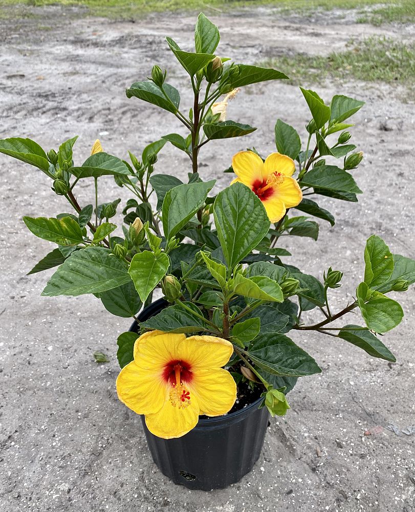 hibiscus-rosa-sinensis-tequila-tropical-hibiscus