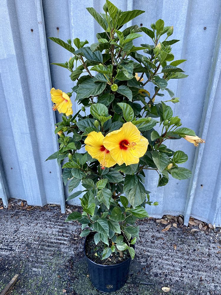 hibiscus-rosa-sinensis-tequila-tropical-hibiscus