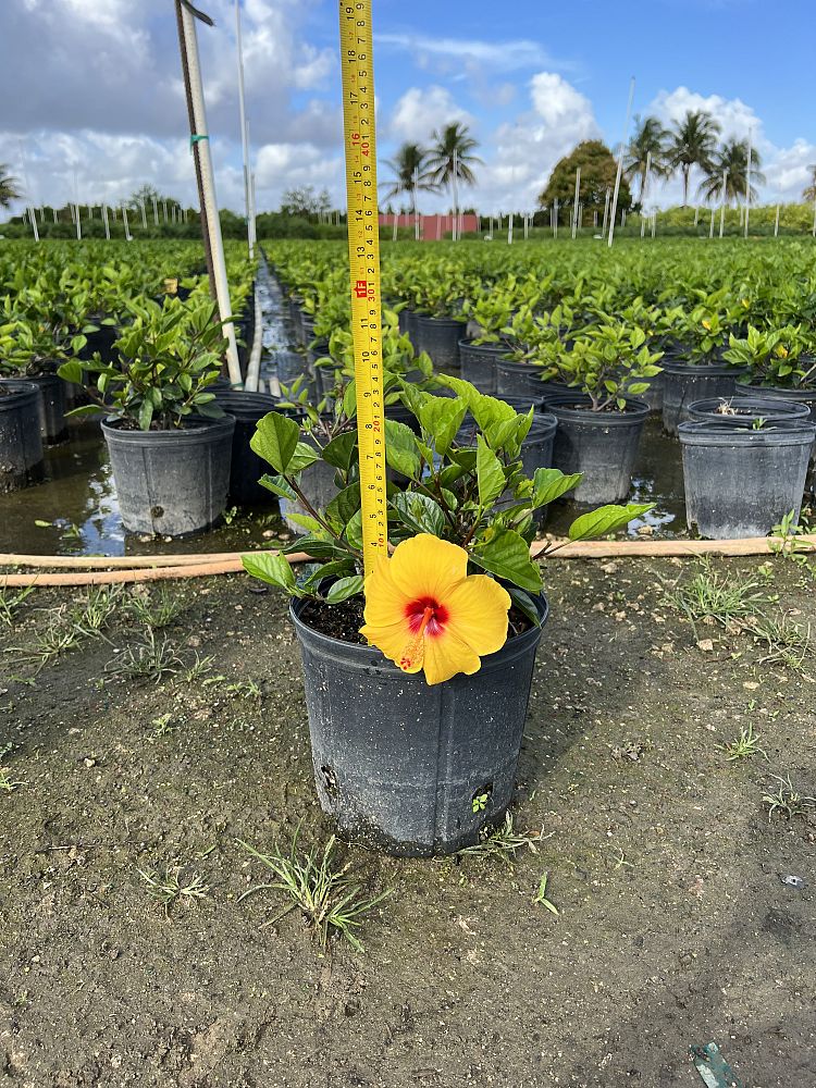 hibiscus-rosa-sinensis-tequila-tropical-hibiscus