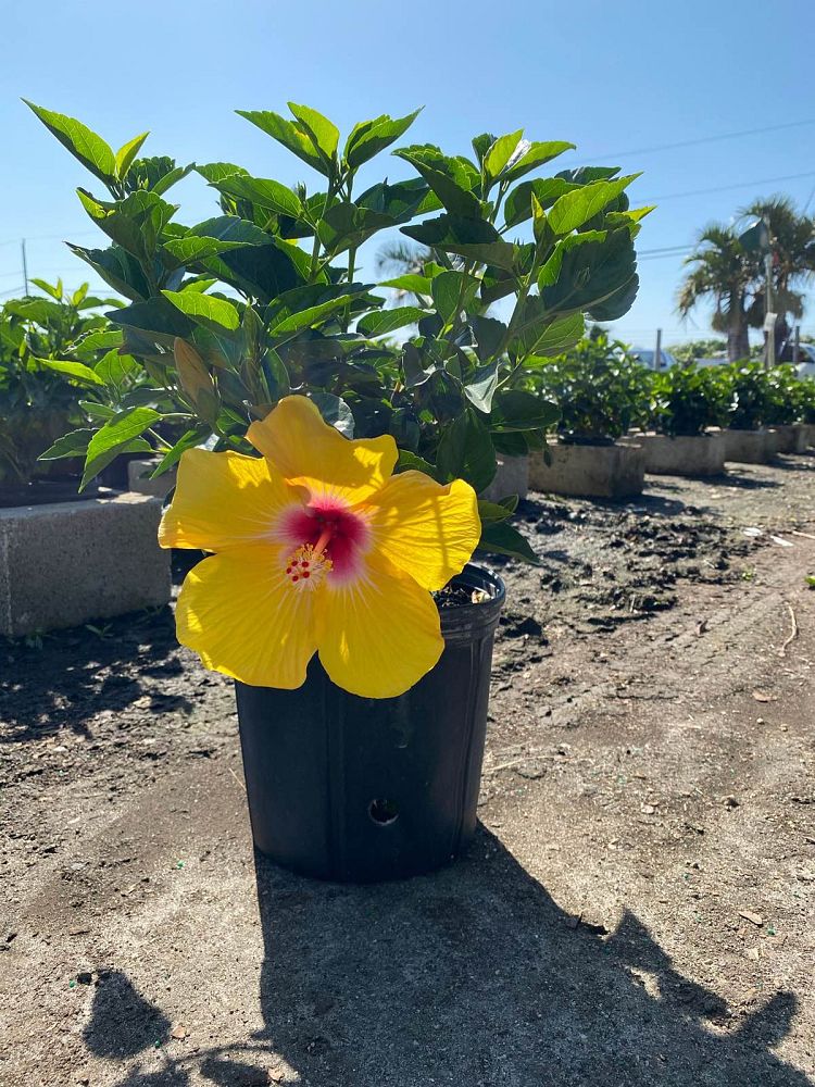 hibiscus-rosa-sinensis-tequila-tropical-hibiscus