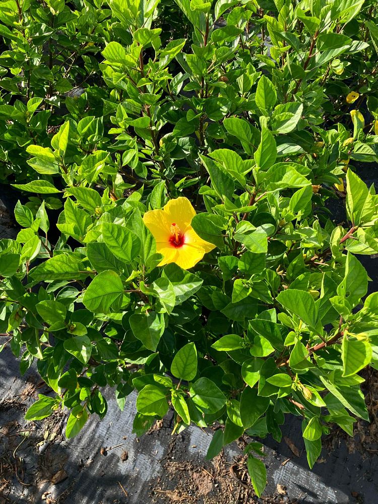 hibiscus-rosa-sinensis-tequila-tropical-hibiscus