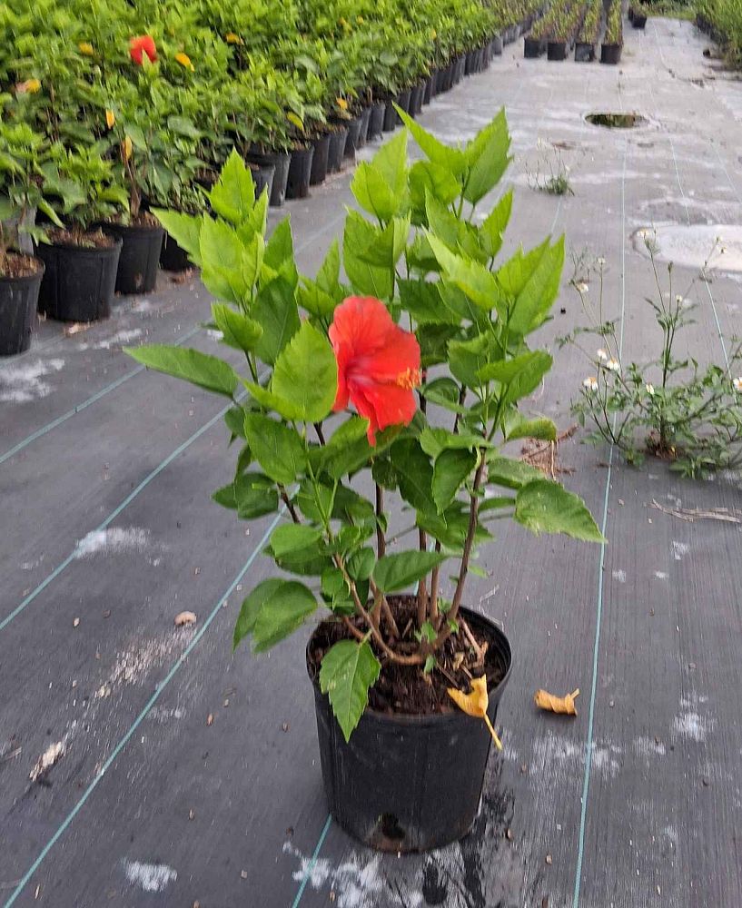 hibiscus-rosa-sinensis-the-president-tropical-hibiscus