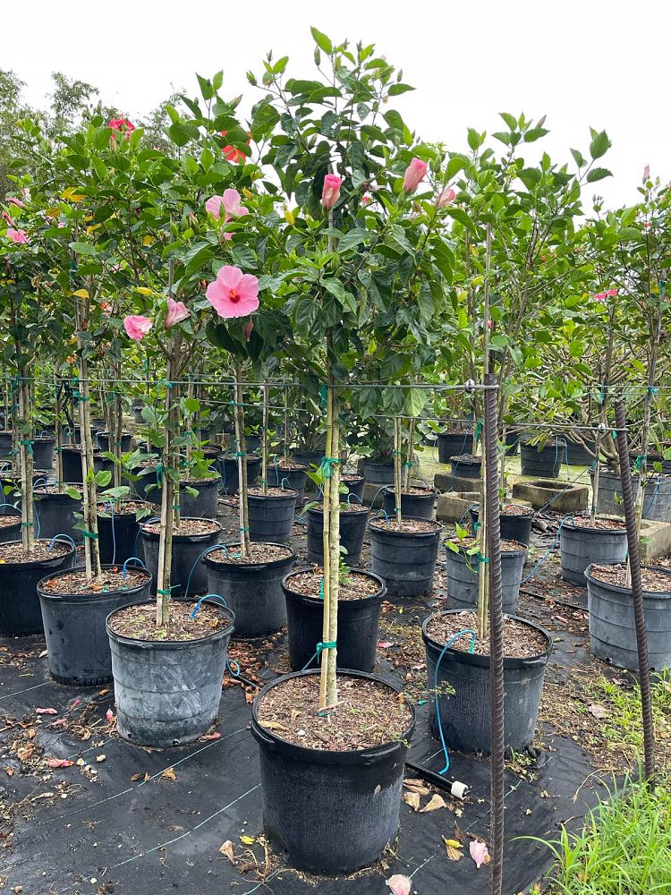 hibiscus-rosa-sinensis-tropical-hibiscus