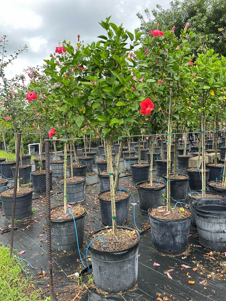 hibiscus-rosa-sinensis-tropical-hibiscus
