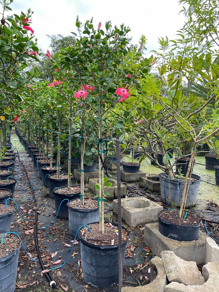 hibiscus-rosa-sinensis-tropical-hibiscus