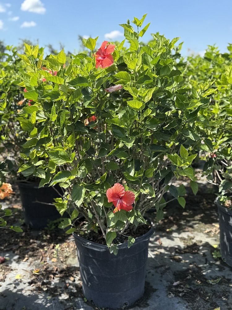 hibiscus-rosa-sinensis-tropical-hibiscus
