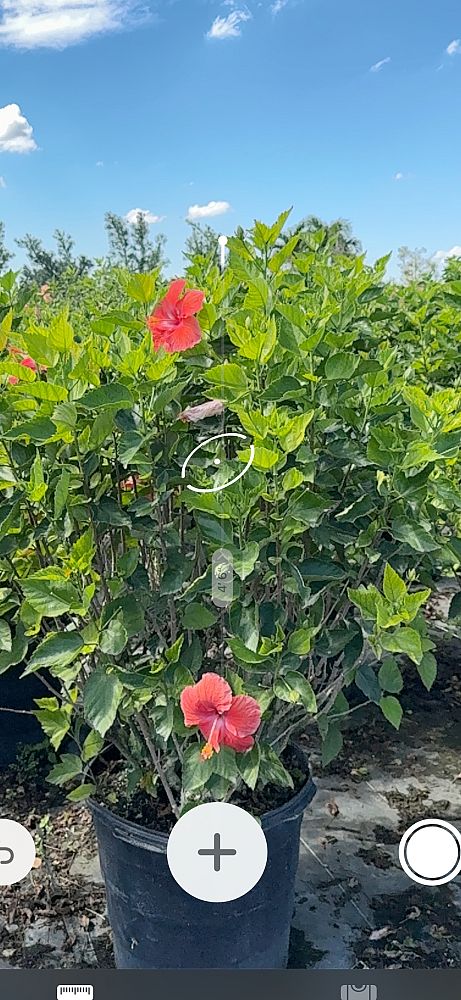 hibiscus-rosa-sinensis-tropical-hibiscus