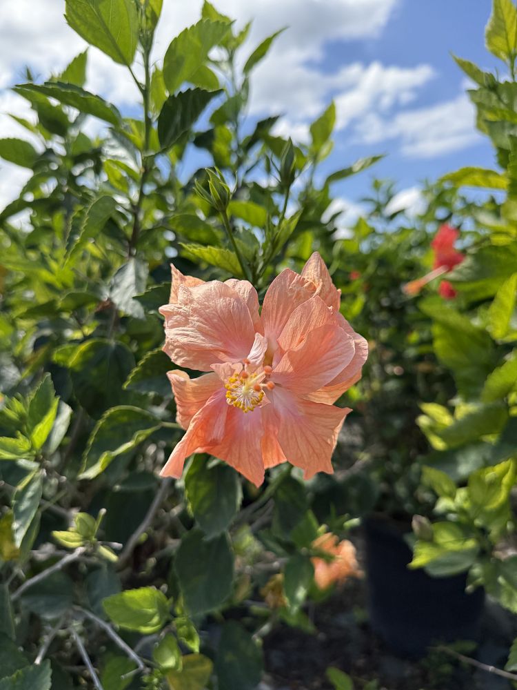 hibiscus-rosa-sinensis-tropical-hibiscus