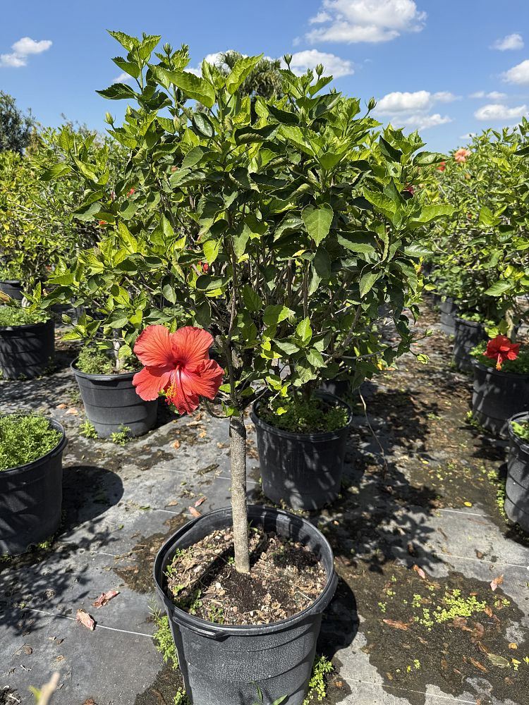 hibiscus-rosa-sinensis-tropical-hibiscus