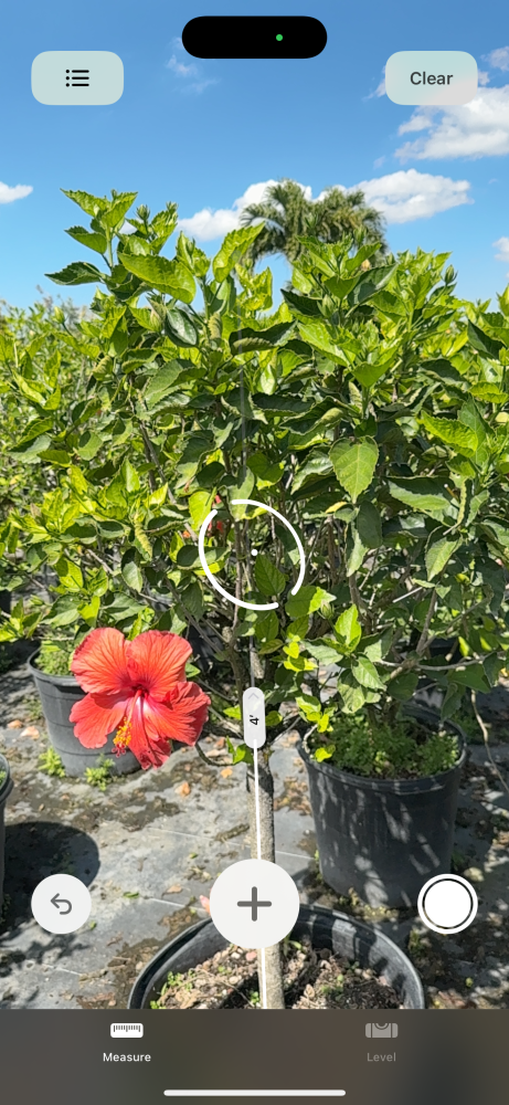 hibiscus-rosa-sinensis-tropical-hibiscus