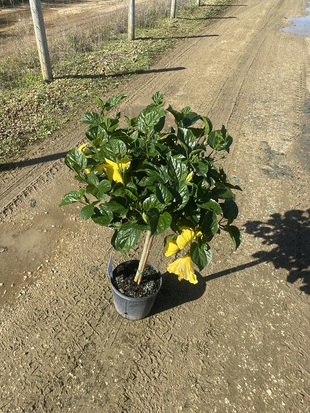 hibiscus-rosa-sinensis-tropical-hibiscus