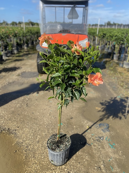 hibiscus-rosa-sinensis-tropical-hibiscus