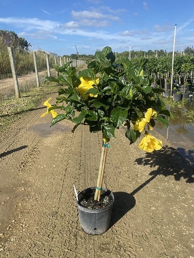 hibiscus-rosa-sinensis-tropical-hibiscus