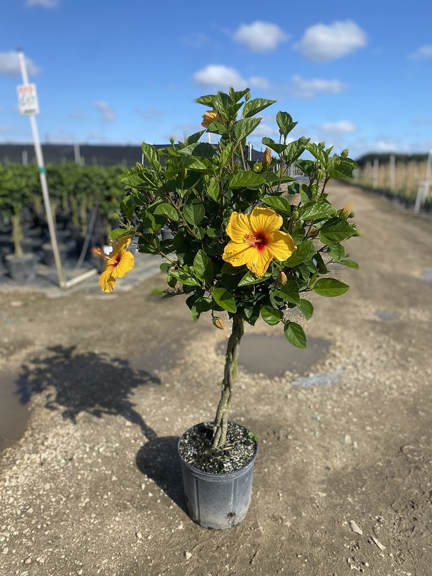 hibiscus-rosa-sinensis-tropical-hibiscus