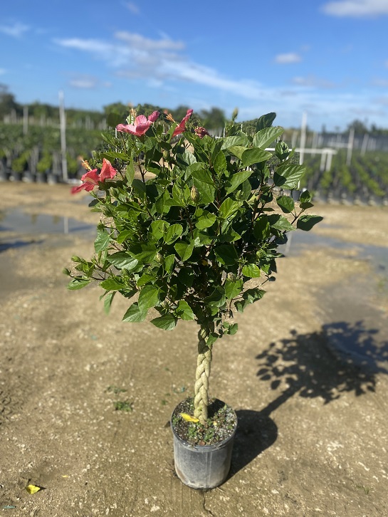 hibiscus-rosa-sinensis-tropical-hibiscus