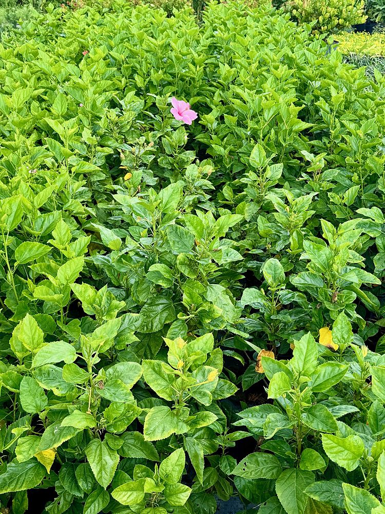hibiscus-rosa-sinensis-tropical-hibiscus
